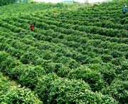 临湘天气预报40天