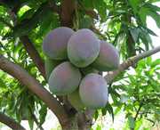 华坪天气预报60天